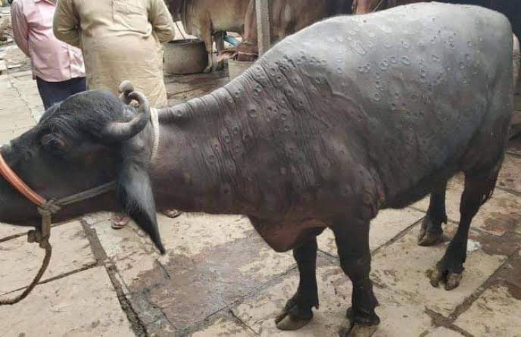 Lumpy skin disease: राजस्थान में बढ़ी मृत गायों की संख्या, दफनाने की भी जगह नहीं ।