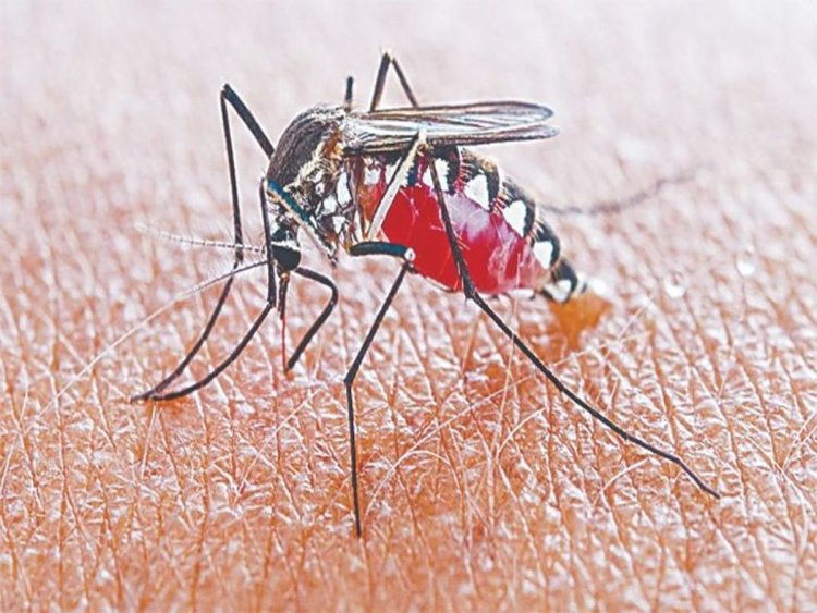रोहतक़ जिले में डेंगू का कहर 24 घण्टे में मिले 3 नए मरीज