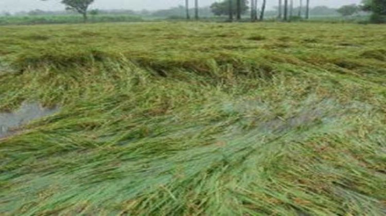 पाले से बर्बाद हुई फसलों के मुआवजे की मांग को लेकर किसानों ने एसडीएम कार्यालय के समक्ष किया रोड जाम