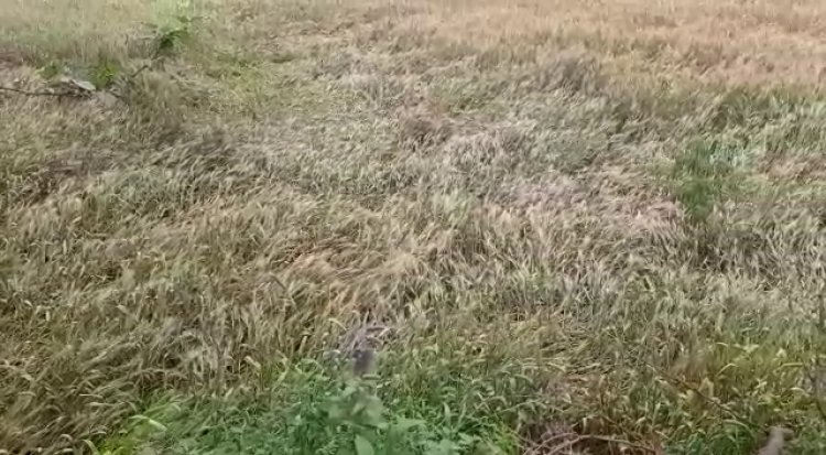 बारिश का सिलसिला जारी, किसानों पर मारा-मारी